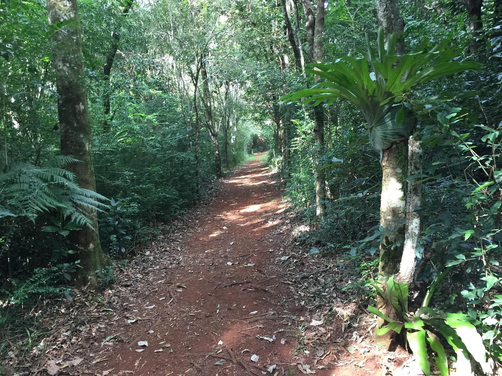 Maleny Trail to Reynolds Crossing Adventure Sunshine Coast